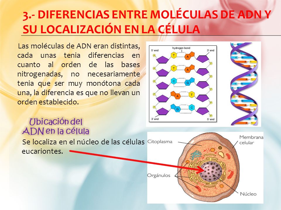 ubicacion en la celula adn
